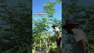 USA Moringa Products