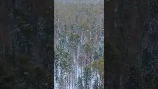 ЗИМНЯЯ ТАЙГА С ВЫСОТЫ ПТИЧЬЕГО ПОЛЕТА #тайгахмао
