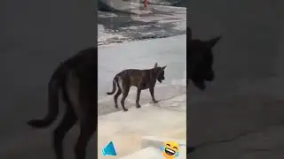 Compilation MDR animaux! Partie 2