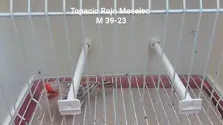 Topacio Rojo Mosaico 2023