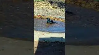 veja que alegria cantando e tomando banho