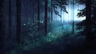Netman pmd - Blu Forest