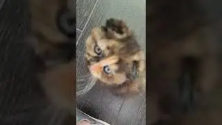 Пряня и Маня ... последний день вместе 