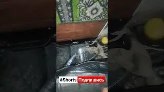 Пазик/