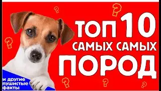 Пушистые факты