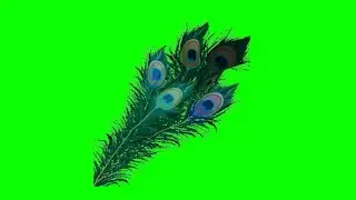 Mayur Pankh Green screen, Mor Pich green screen video,