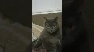кишо