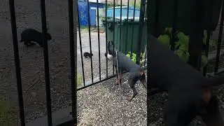 Псих охотник
