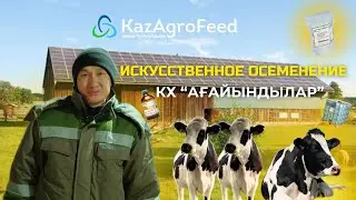 KAZAGROFEED/Один день в КХ Ағайындылар/Искусственное осеменение/БЕЛЕКА/Вет.Препараты