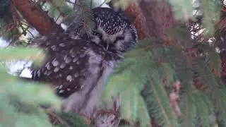 Boreal Owl White footed Mouse