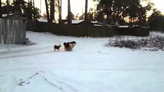 Собачья групповуха)))