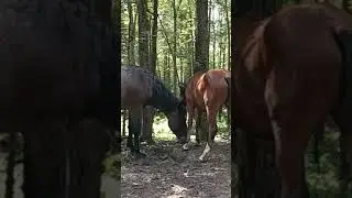 Лошадка и её малыш