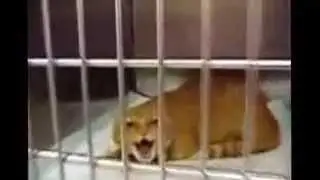 Эпическое видео кошку! Милый, смешной и страшный котенком все в одном!