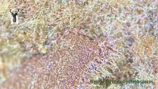 Platycerium Ridleyi spore propagation. 亞猴鹿角蕨孢子繁殖培育。