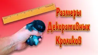 Размеры декоративных кроликов и вес