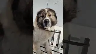 Поющий кавказец) 