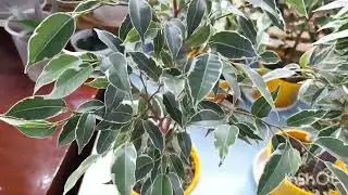 Обзор фикусов Керли, Пикси и др. Ч.5