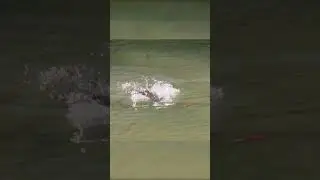 Barramundi really wants this surface lure! 