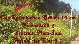 Steckbrief Rotkehlchen Vögel unserer Heimat Video