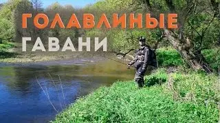 Голавлиные гавани