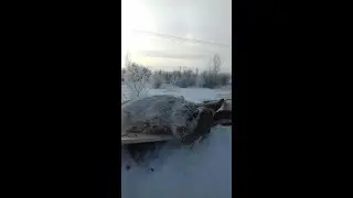 Пуленепробиваемый заяц! Охота на зайца 2019 с русскими гончими