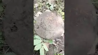 Откопал колпак от машины на старом хуторе#коп #metaldetecting