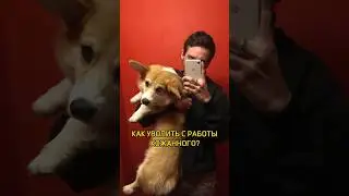 КАК УВОЛИТЬ КОЖАНОГО С РАБОТЫ? #корги #коргипемброк #коргиспб