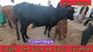 СУТДОР ОНА БОЛА ВА БУГОЗ СИГИР НАРХЛАРИ ХАЗОРАСП МОЛ БОЗОРИ 1 СЕНТЯБРЯ 2024.Г