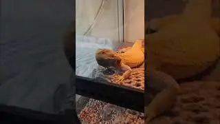 Агама тверкает ,танцует ,соблазняет самца 😄