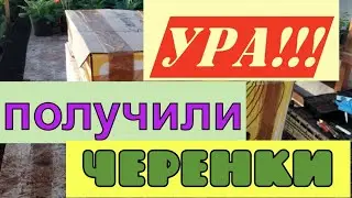Получили посылку с черенками из совместной закупки)))
