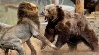 15 Even Match Ups Between Powerful Animals Caught On Camera