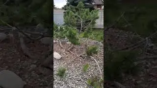 ниваки,гоная сосна 25 07 22г