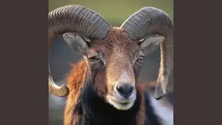 Ram