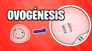✅ WHAT IS OVOGENESIS? | HUMAN EMBRYOLOGY 📚