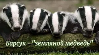 Барсук - 