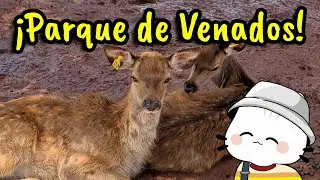 Visité un Parque de VENADOS ACARICIABLES - Hacienda panoaya ¿Vale la Pena?