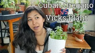 Is it Cuban oregano or Vicks plant??! Did I get duped?