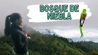 Visité un bosque de niebla (un ecosistema increíble) ♡