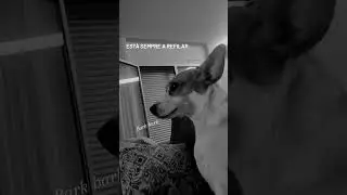 Sempre a refilar... #dog #doglover #animal #everyday