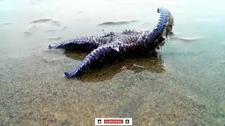 Are starfish as harmless as they seem? _ wild animals