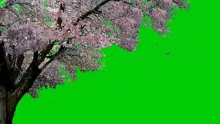 dragonfly & Cherry tree green screen