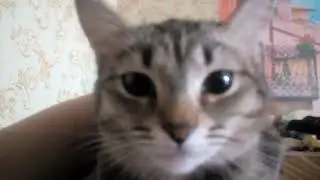Кошка разговаривает с хозяйкой и подпевает ей