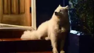 sitting on the step
