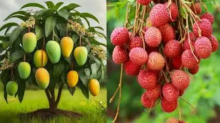 🌿Ready to grow your own Mango and Lychee tree at home, How to grow mango and lychee tree