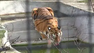 Шикарные тигры парка Тайган!🐯🐯🐯