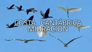 El FENÓMENO DE LA MIGRACIÓN DE AVES. Bando de Espátulas migrando por la costa Guipúzcoana.