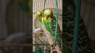 Милка Лунтик Видео обзор.