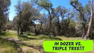Using a T9 International crawler dozer and rope to take down massive tree!!!