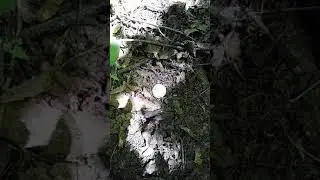 Земля снесла яйцо.