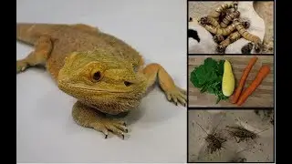 How to Feed Your Bearded Dragon